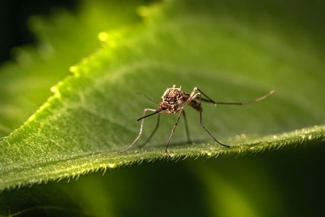 Opryskiwanie na komary: skuteczna walka z uciążliwym owadem