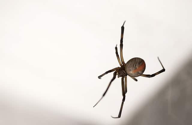 Przerażający pająk czarna wdowa