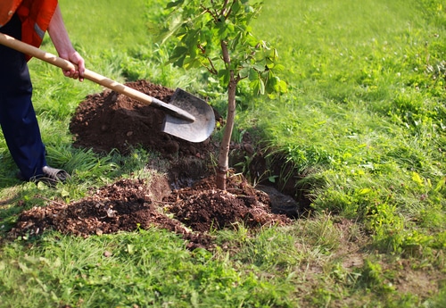 Sadzenie drzew – komu zlecić te prace?