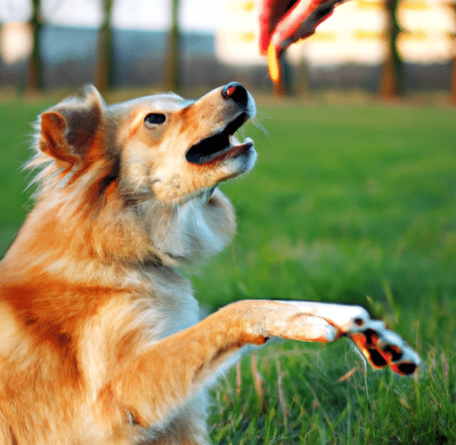 5 sposobów na wybór odpowiedniej karmy antyalergicznej dla Twojego psa