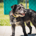 Szukasz nowego domu? Adopcja psów w Zachodniopomorskiem - sprawdź jakie czworonogi czekają na swoje szczęście