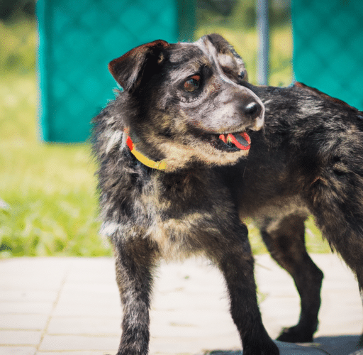 Szukasz nowego domu? Adopcja psów w Zachodniopomorskiem – sprawdź jakie czworonogi czekają na swoje szczęście