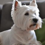 Szukasz West Highland White Terrier? Sprawdź oferty na OLX