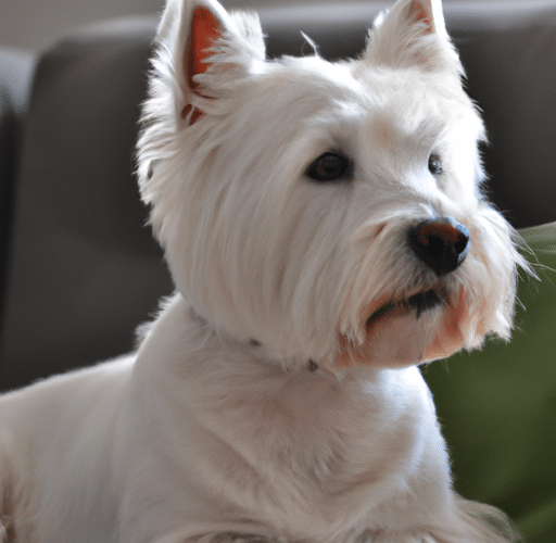 Szukasz West Highland White Terrier? Sprawdź oferty na OLX