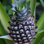 Jak zapewnić prawidłowy wzrost ananasa w domowych warunkach
