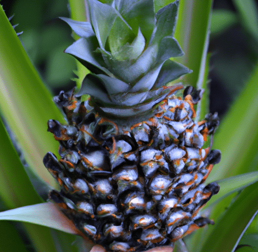 Jak zapewnić prawidłowy wzrost ananasa w domowych warunkach