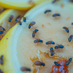 Jak skutecznie pozbyć się inwazji muszek owocówek w Twoim domu? Praktyczny poradnik
