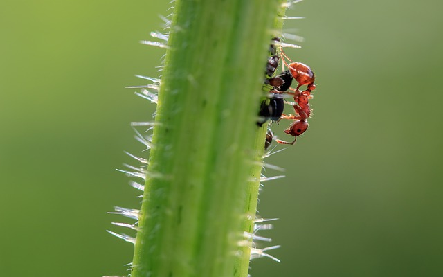 Praktyczne porady dotyczące tego co robić gdy natrafisz na mrówki