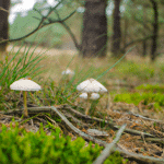 Odkryj bogactwo przyrody Dolnego Śląska: Fascynujące świat grzybów dolnośląskich