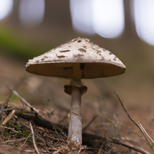 Odkryj bogactwo przyrody Śląska: Fascynujący świat grzybów śląskich