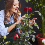 5 prostych sposobów na efektywne dbanie o róże: Poradnik dla miłośników ogrodów