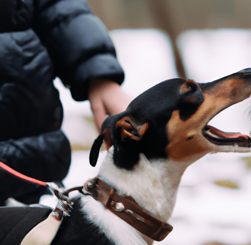 Jak nauczyć psa komendy 'Daj głos’ i wzmocnić jego bezpieczeństwo