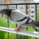Skuteczne metody odstraszania gołębi z balkonu - blokuj ich powrót