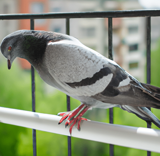 Skuteczne metody odstraszania gołębi z balkonu – blokuj ich powrót
