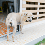 Skuteczne sposoby na oduczenie psa sikania w domu: poradnik dla właścicieli