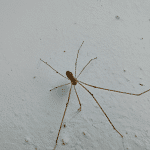Skuteczne i bezpieczne sposoby na pozbycie się pająków z domu