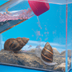 Skuteczne metody pozbycia się niechcianych ślimaków z akwarium: poradnik dla hodowców