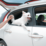 Bezpieczne i wygodne sposoby przewożenia psa w samochodzie – poradnik dla właścicieli