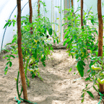 Praktyczny poradnik: Jak prawidłowo sadzić pomidory w tunelu