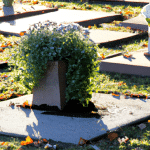 Sztuka ożywiania wspomnień: Jak z cmentarza wyhodować piękne chryzantemy