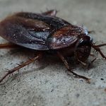 Jak pozbyć się karaluchów w domu - najlepsze 10 skutecznych metod