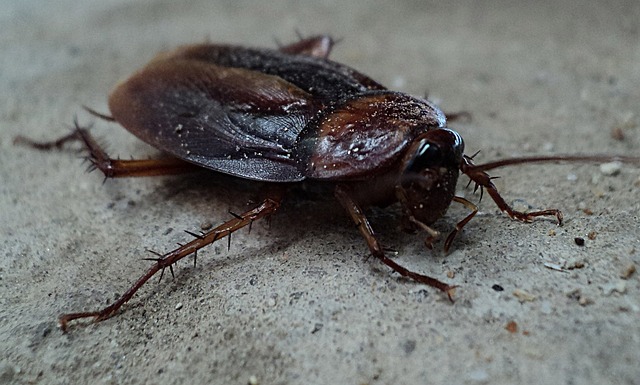 Jak pozbyć się karaluchów w domu - najlepsze 10 skutecznych metod