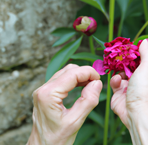 Kiedy i jak obcinać piwonie – poradnik dla miłośników ogrodu
