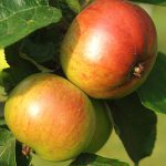 Cudowny kompot z jabłek – przepis na pyszny deser dla każdej okazji