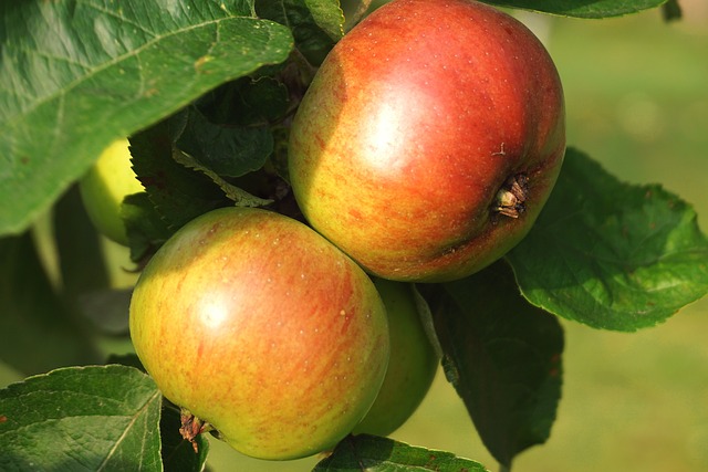 Cudowny kompot z jabłek – przepis na pyszny deser dla każdej okazji